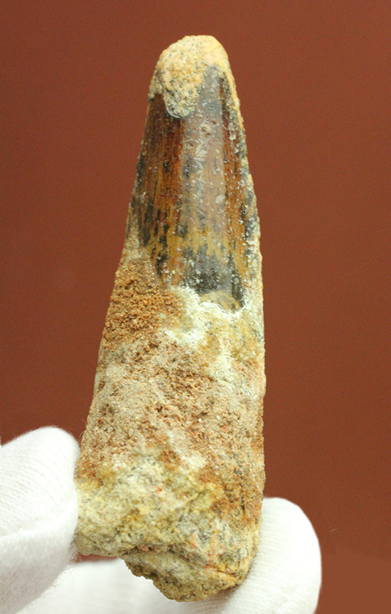 良形!エナメル質が保存された、白亜紀肉食恐竜スピノサウルスの歯化石(Spinosaurus)(その6)