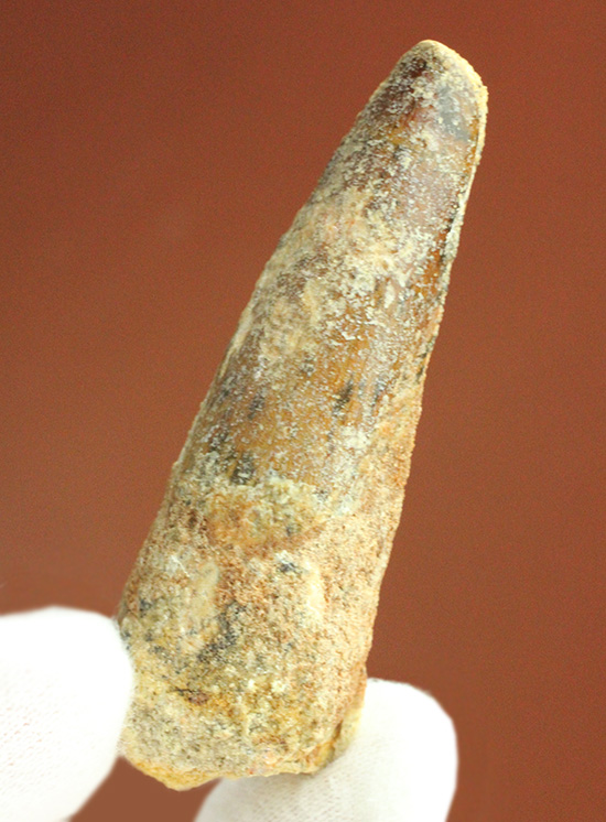 良形!エナメル質が保存された、白亜紀肉食恐竜スピノサウルスの歯化石(Spinosaurus)(その7)