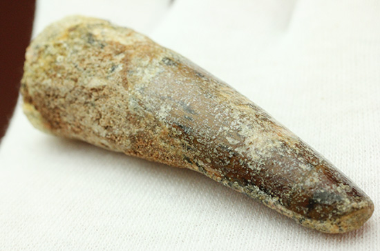 良形!エナメル質が保存された、白亜紀肉食恐竜スピノサウルスの歯化石(Spinosaurus)(その8)