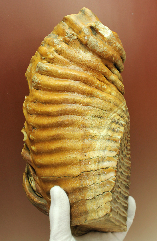 絶品！非の打ち所のない保存状態！ウーリーマンモスの臼歯の化石（その1）