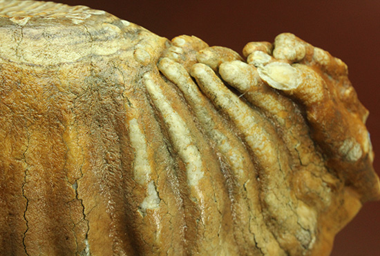 絶品！非の打ち所のない保存状態！ウーリーマンモスの臼歯の化石（その13）