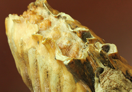 絶品！非の打ち所のない保存状態！ウーリーマンモスの臼歯の化石（その17）
