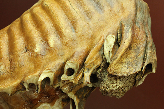 絶品！非の打ち所のない保存状態！ウーリーマンモスの臼歯の化石（その19）