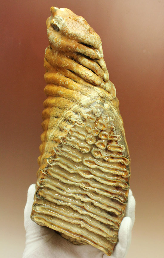 絶品！非の打ち所のない保存状態！ウーリーマンモスの臼歯の化石（その2）