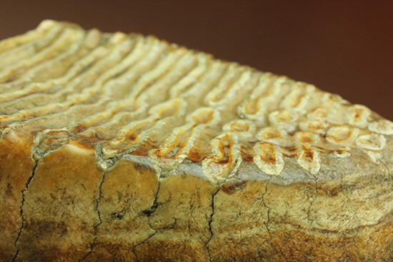 絶品！非の打ち所のない保存状態！ウーリーマンモスの臼歯の化石（その5）