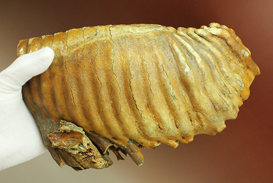 絶品！非の打ち所のない保存状態！ウーリーマンモスの臼歯の化石（その8）