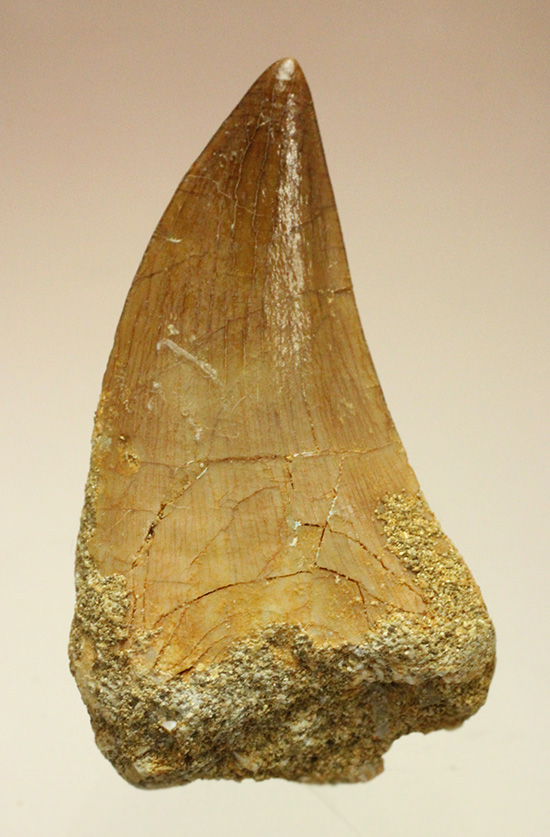 幅広!海のティラノサウルスの異名をもつ、白亜紀モササウルスの歯化石(Msasaurus)(その1)