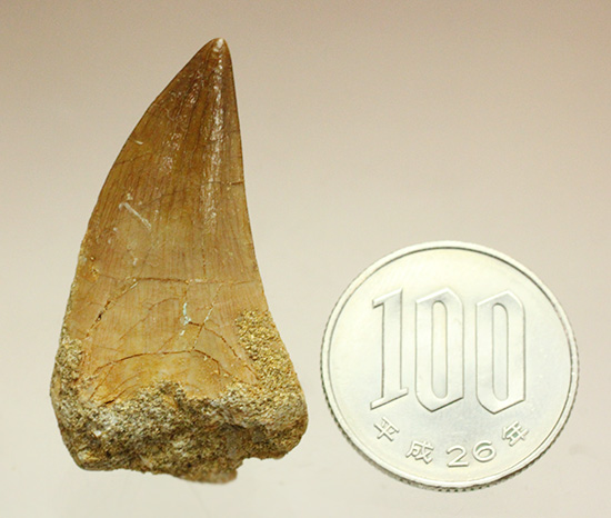 幅広!海のティラノサウルスの異名をもつ、白亜紀モササウルスの歯化石(Msasaurus)(その14)