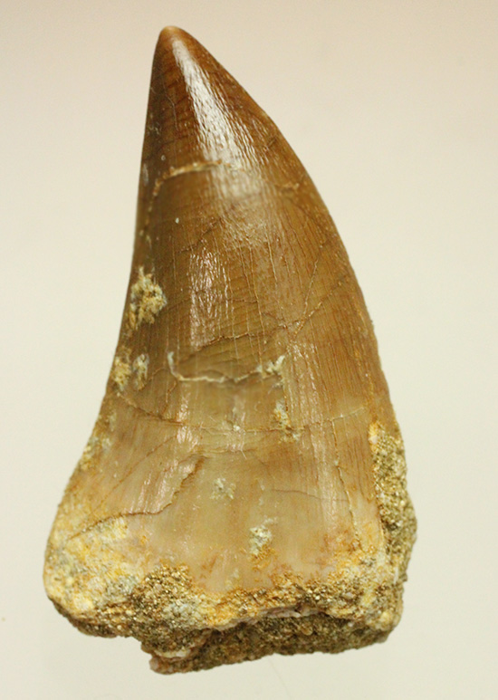 幅広!海のティラノサウルスの異名をもつ、白亜紀モササウルスの歯化石(Msasaurus)(その2)