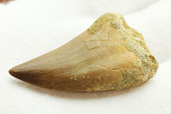 幅広!海のティラノサウルスの異名をもつ、白亜紀モササウルスの歯化石(Msasaurus)(その7)