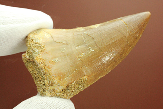 幅広!海のティラノサウルスの異名をもつ、白亜紀モササウルスの歯化石(Msasaurus)(その8)