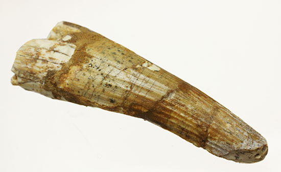 縦筋模様の特徴を良くとらえた、肉食恐竜スピノサウルスの歯化石(Spinosaurus)（その1）