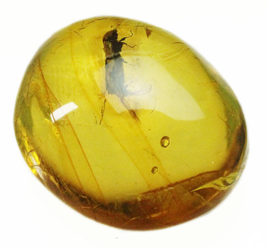 甲虫が見られます。約３０００万年前の虫入り琥珀、ドミニカ産(Amber)（その1）