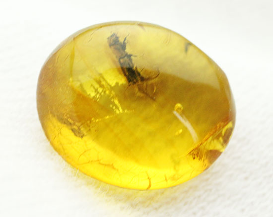 甲虫が見られます。約３０００万年前の虫入り琥珀、ドミニカ産(Amber)（その10）