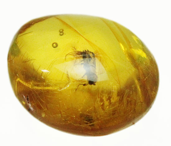 甲虫が見られます。約３０００万年前の虫入り琥珀、ドミニカ産(Amber)（その11）