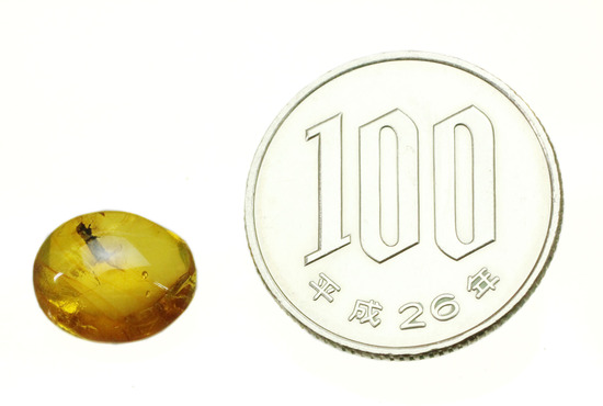 甲虫が見られます。約３０００万年前の虫入り琥珀、ドミニカ産(Amber)（その12）