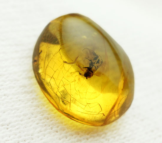 甲虫が見られます。約３０００万年前の虫入り琥珀、ドミニカ産(Amber)（その2）