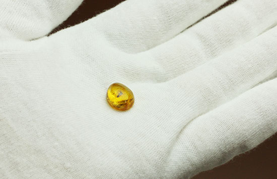 甲虫が見られます。約３０００万年前の虫入り琥珀、ドミニカ産(Amber)（その3）