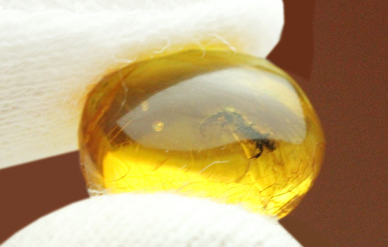 甲虫が見られます。約３０００万年前の虫入り琥珀、ドミニカ産(Amber)（その4）