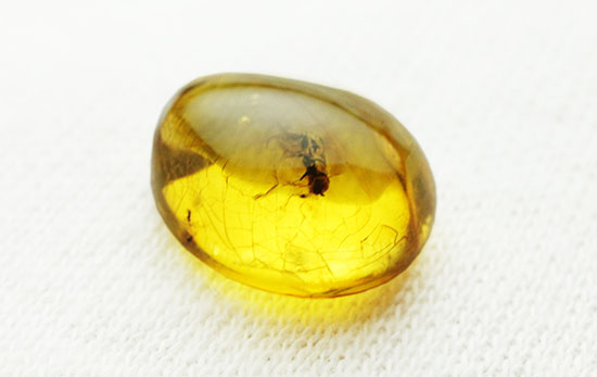 甲虫が見られます。約３０００万年前の虫入り琥珀、ドミニカ産(Amber)（その5）