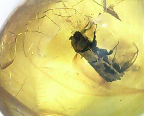 甲虫が見られます。約３０００万年前の虫入り琥珀、ドミニカ産(Amber)（その6）