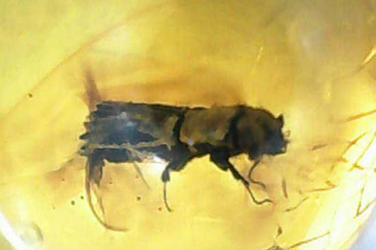 甲虫が見られます。約３０００万年前の虫入り琥珀、ドミニカ産(Amber)（その7）
