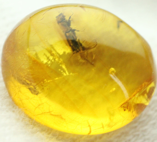 甲虫が見られます。約３０００万年前の虫入り琥珀、ドミニカ産(Amber)（その8）