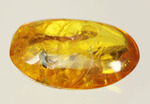 絶妙なポーズで虫が包まれています。ドミニカ産虫入り琥珀(Amber)