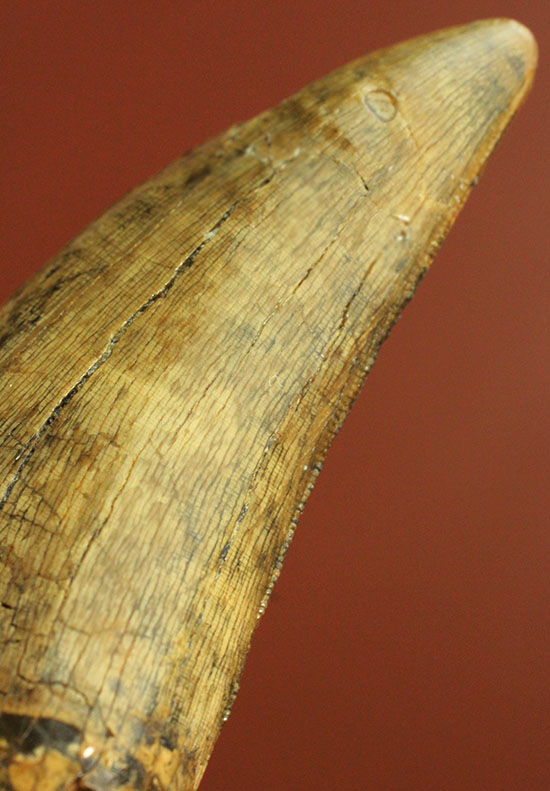 堂々たるサイズ、コレクター垂涎のダスプレトサウルスの歯化石