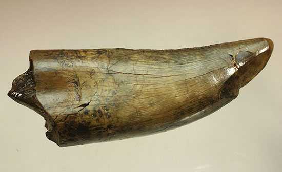 堂々たるサイズ、コレクター垂涎のダスプレトサウルスの歯化石(Daspletosaurus)(その12)