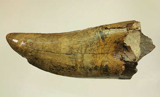 堂々たるサイズ、コレクター垂涎のダスプレトサウルスの歯化石(Daspletosaurus)（その13）