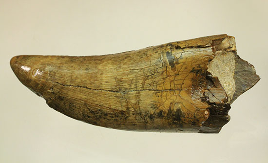 堂々たるサイズ、コレクター垂涎のダスプレトサウルスの歯化石(Daspletosaurus)(その13)