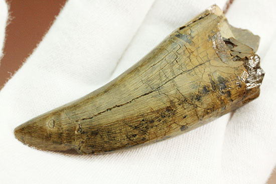 堂々たるサイズ、コレクター垂涎のダスプレトサウルスの歯化石(Daspletosaurus)(その2)