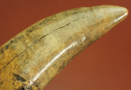 堂々たるサイズ、コレクター垂涎のダスプレトサウルスの歯化石(Daspletosaurus)(その9)