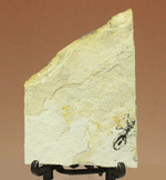 トンボの幼虫、ヤゴ化石（裏側に葉っぱの化石あり）