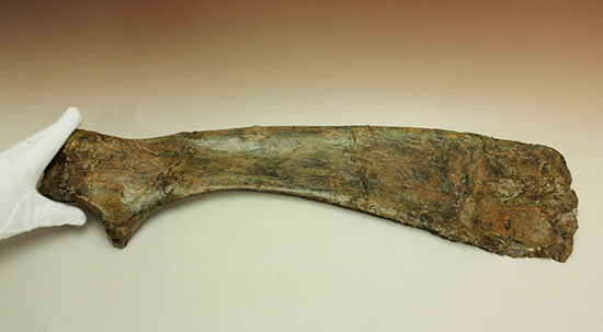 白亜紀後期を代表する恐竜の一つ、鳥脚類エドモントサウルス(Edmontosaurus annectus)の肩甲骨の高品位化石（その10）