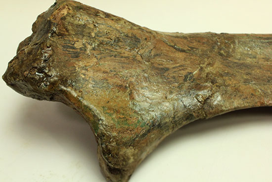 白亜紀後期を代表する恐竜の一つ、鳥脚類エドモントサウルス(Edmontosaurus annectus)の肩甲骨の高品位化石（その11）