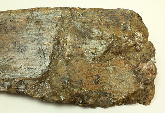 白亜紀後期を代表する恐竜の一つ、鳥脚類エドモントサウルス(Edmontosaurus annectus)の肩甲骨の高品位化石（その13）
