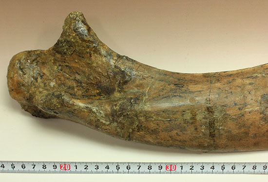 白亜紀後期を代表する恐竜の一つ、鳥脚類エドモントサウルス(Edmontosaurus annectus)の肩甲骨の高品位化石（その16）