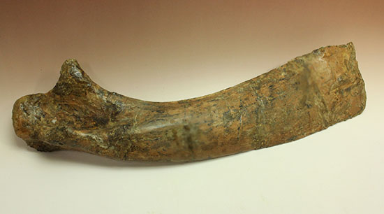 白亜紀後期を代表する恐竜の一つ、鳥脚類エドモントサウルス(Edmontosaurus annectus)の肩甲骨の高品位化石（その19）