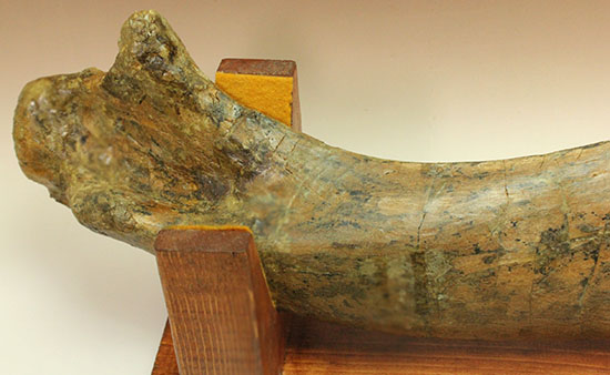 白亜紀後期を代表する恐竜の一つ、鳥脚類エドモントサウルス(Edmontosaurus annectus)の肩甲骨の高品位化石（その3）