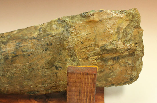 白亜紀後期を代表する恐竜の一つ、鳥脚類エドモントサウルス(Edmontosaurus annectus)の肩甲骨の高品位化石(その5)