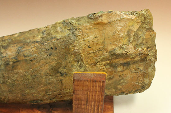 白亜紀後期を代表する恐竜の一つ、鳥脚類エドモントサウルス(Edmontosaurus annectus)の肩甲骨の高品位化石（その5）