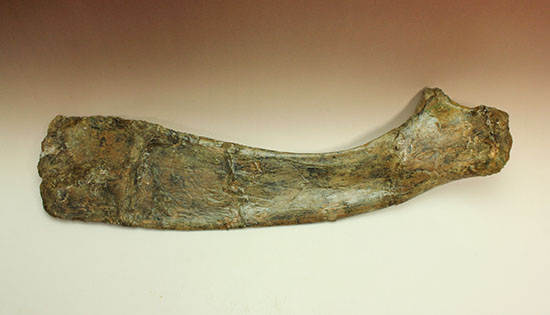 白亜紀後期を代表する恐竜の一つ、鳥脚類エドモントサウルス(Edmontosaurus annectus)の肩甲骨の高品位化石（その9）