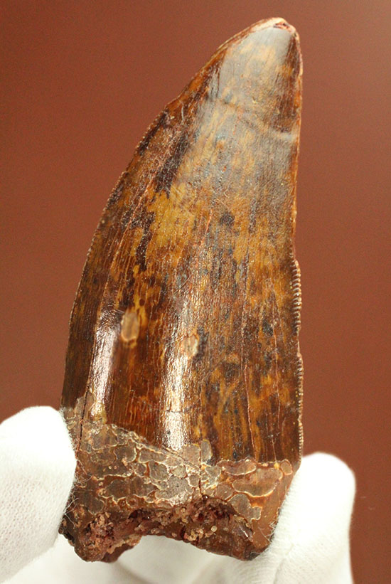 茶色の歯冠に美しい光沢。厚みがあり、ジェムのような輝きを放つカルカロドントサウルス歯化石（その1）