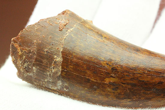 茶色の歯冠に美しい光沢。厚みがあり、ジェムのような輝きを放つカルカロドントサウルス歯化石（その12）