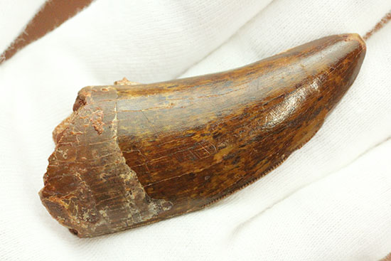 茶色の歯冠に美しい光沢。厚みがあり、ジェムのような輝きを放つカルカロドントサウルス歯化石（その18）