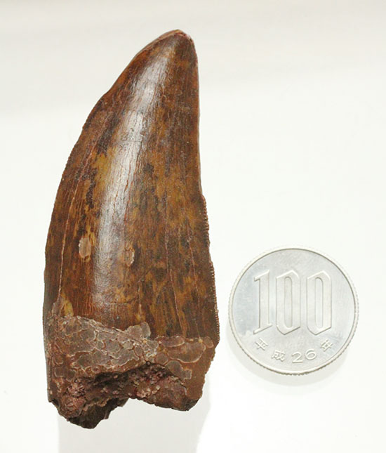 茶色の歯冠に美しい光沢。厚みがあり、ジェムのような輝きを放つカルカロドントサウルス歯化石（その20）