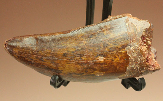 茶色の歯冠に美しい光沢。厚みがあり、ジェムのような輝きを放つカルカロドントサウルス歯化石（その5）