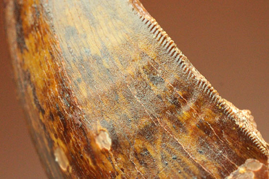茶色の歯冠に美しい光沢。厚みがあり、ジェムのような輝きを放つカルカロドントサウルス歯化石（その7）